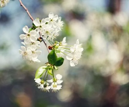 Flowering cherry tree on blurred background summer photo Stock Photos