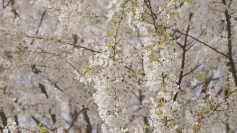Flowering Cherry Tree Branch in Spring Stock Footage 336225921
