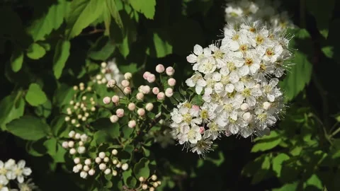 Flowering cherry tree branches swaying in the wind Stock Footage 278689725
