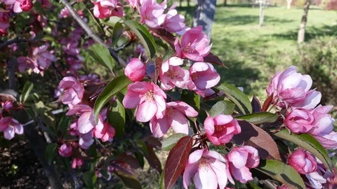 Flowering cherry tree buds - 3 Stock Footage 107707801