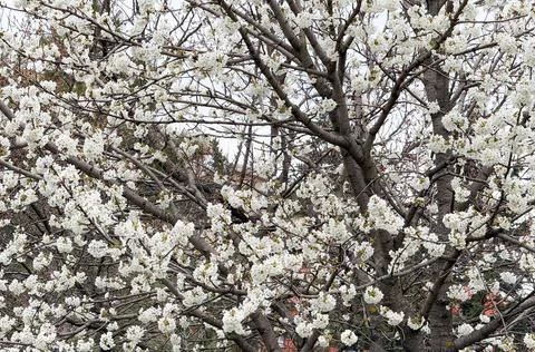 Flowering cherry tree covered with white blossoms rising against a pale overc Stock Photos