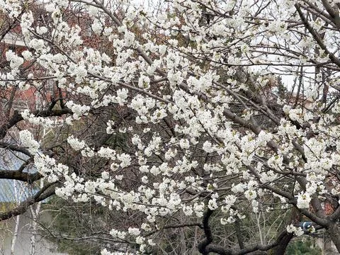 Flowering cherry tree covered with white blossoms rising against a pale overc Stock Photos