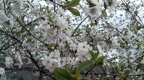 Flowering cherry tree Stock Footage 68417914
