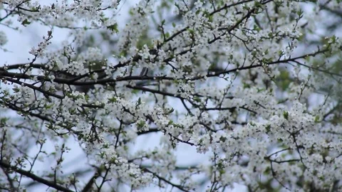 Flowering Cherry Tree Stock Footage 70282159