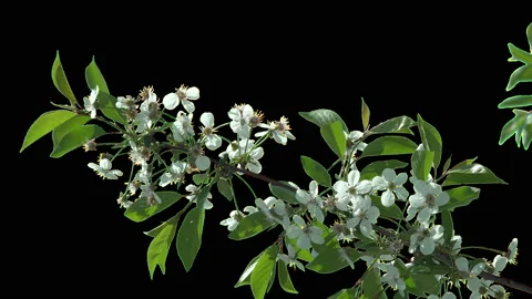 Flowering cherry tree Stock Footage 92051670