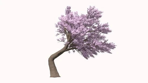 Flowering Cherry Tree Video stock 104136093