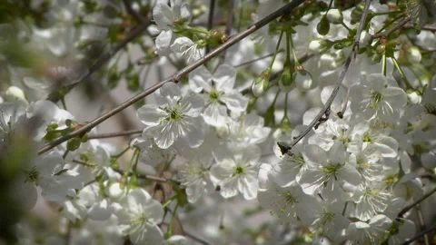 Flowering cherry tree Stock Footage 107826907