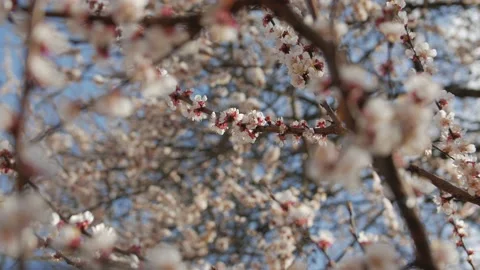 Flowering Cherry Tree Stock Footage 127861124