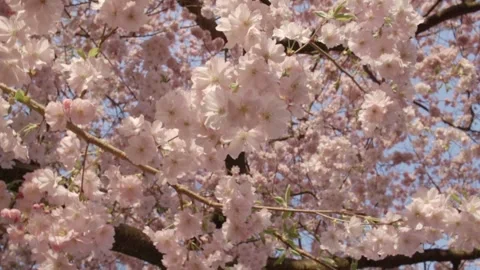 Flowering cherry tree in full bloom Stock Footage 329234743
