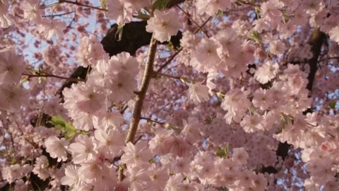 Flowering cherry tree in full bloom Stock Footage 329234749