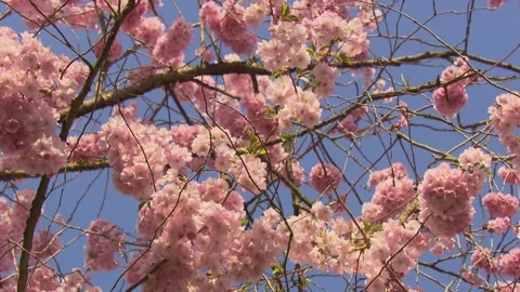 Flowering cherry tree in full bloom Stock Footage 329234822