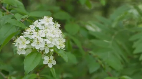Flowering of cherry tree in the garden Stock-Footage 41846662