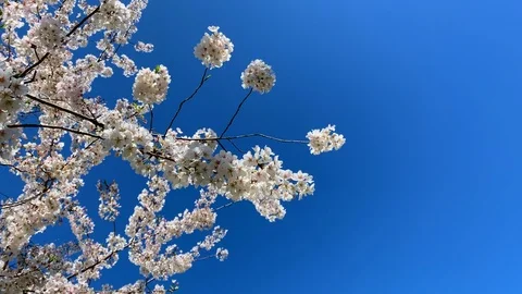 Flowering cherry tree isolated against a blue sky with copy space Stock Footage 106013924