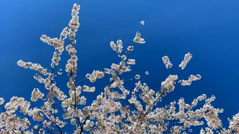 Flowering cherry tree isolated against a blue sky with copy space Stock Footage 106014088