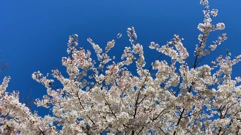 Flowering cherry tree isolated on blue with copy space Stock Footage 106014340