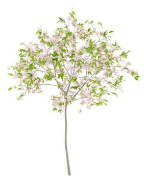 Flowering cherry tree isolated on white background. 3d illustration Stock Illustration