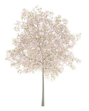 Flowering cherry tree isolated on white background. 3d illustration Stock Illustration