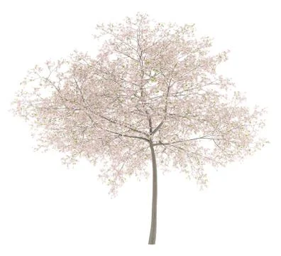 Flowering cherry tree isolated on white background. 3d illustration Illustrazione stock
