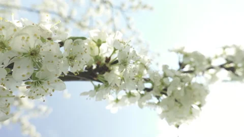 Flowering cherry tree, large white flowers Stock Footage 130503394