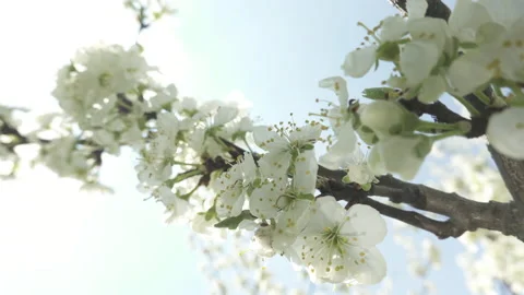 Flowering cherry tree, large white flowers Stock Footage 130503844