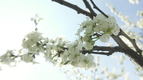 Flowering cherry tree, large white flowers Stock Footage 130504228