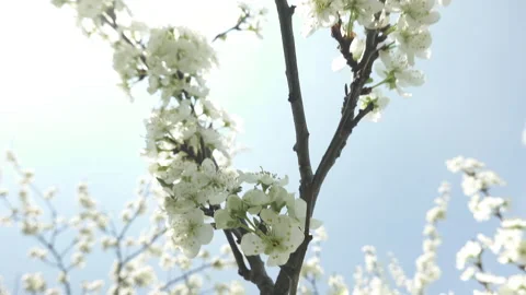 Flowering cherry tree, large white flowers Stock Footage 130504569