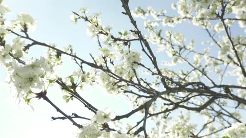 Flowering cherry tree, large white flowers Stock Footage 130504931