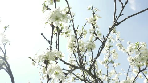 Flowering cherry tree, large white flowers Stock Footage 130505562