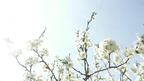 Flowering cherry tree, large white flowers Stock Footage 130505992