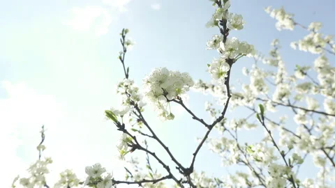 Flowering cherry tree, large white flowers Stock Footage 130506168