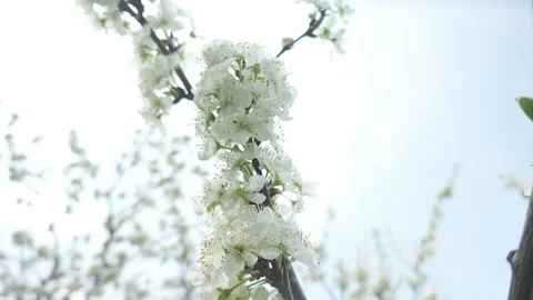 Flowering cherry tree, large white flowers Stock Footage 130506608