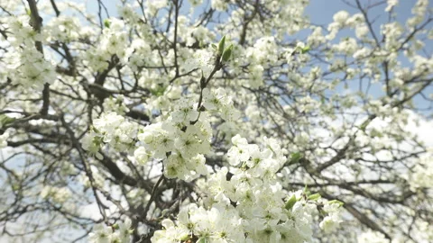 Flowering cherry tree, large white flowers Stock Footage 130507314