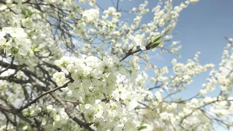 Flowering cherry tree, large white flowers Stock Footage 130507636