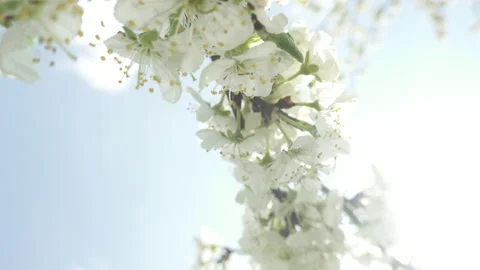 Flowering cherry tree, large white flowers Stock Footage 130508453