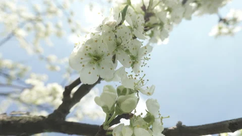 Flowering cherry tree, large white flowers Stock Footage 130508720