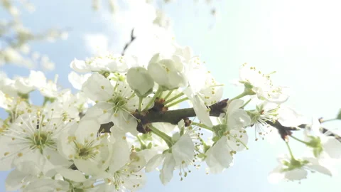 Flowering cherry tree, large white flowers Stock Footage 130509117