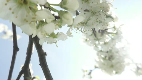 Flowering cherry tree, large white flowers Stock Footage 130509398