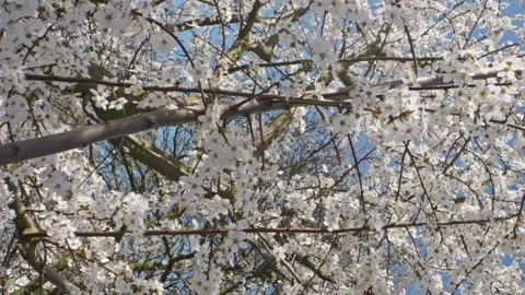 Flowering cherry tree in macro showing petals and stamens, bees flying and .. Video stock 307411895