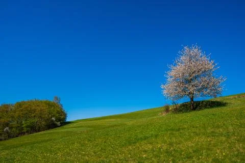 Flowering cherry tree on a meadow in the mountains in spring on a sunny day Stock Photos