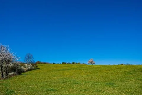 Flowering cherry tree on a meadow in the mountains in spring on a sunny day Stock Photos