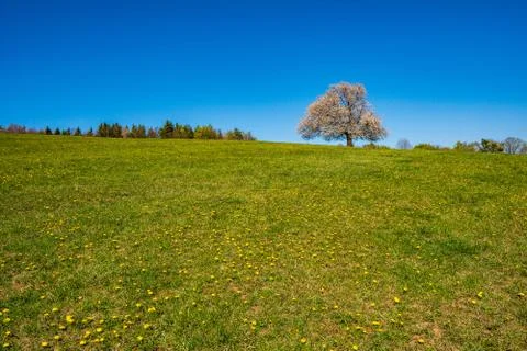 Flowering cherry tree on a meadow in the mountains in spring on a sunny day Stock Photos