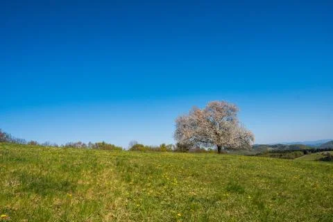 Flowering cherry tree on a meadow in the mountains in spring on a sunny day Stock Photos