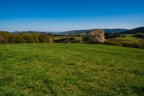 Flowering cherry tree on a meadow in the mountains in spring on a sunny day Stock Photos
