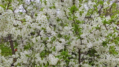 Flowering cherry tree. Movement around. Stock Footage 154516384