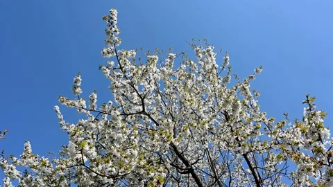 Flowering cherry tree in orchard. Branch with blossoms. Blooming tree Stock Footage 190377602