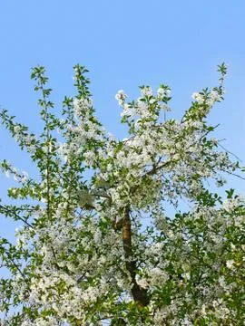 Flowering cherry tree Stock Photos