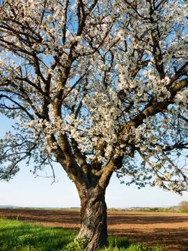 Flowering cherry tree Stock Photos