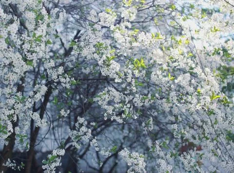Flowering cherry tree Stock Photos
