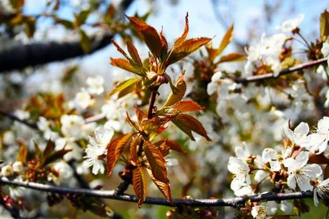 Flowering cherry tree Stock Photos