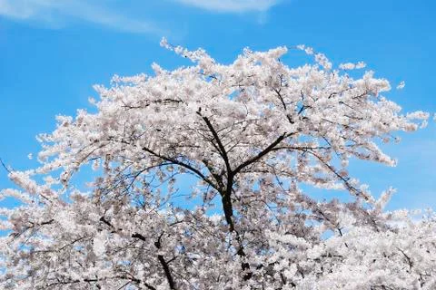 Flowering Cherry Tree Stock Photos